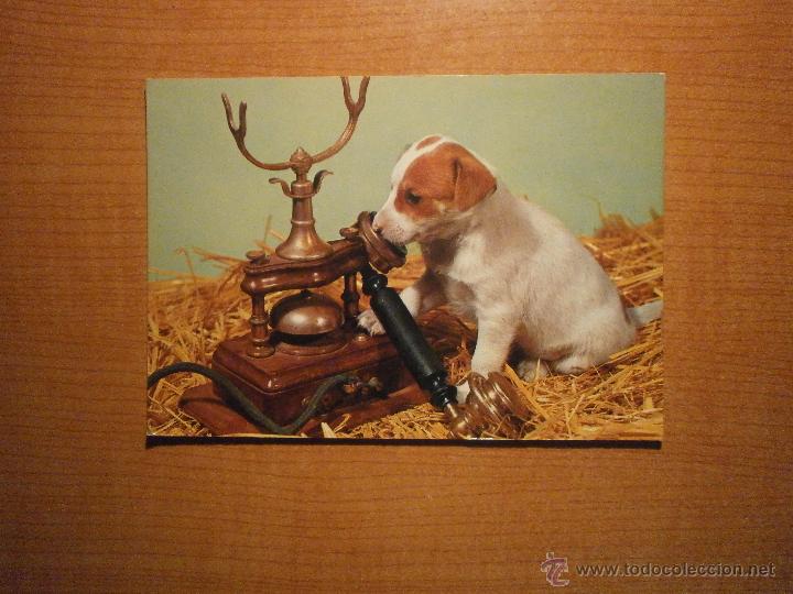 Postais: POSTAL PERRO SIN CIRCULAR
