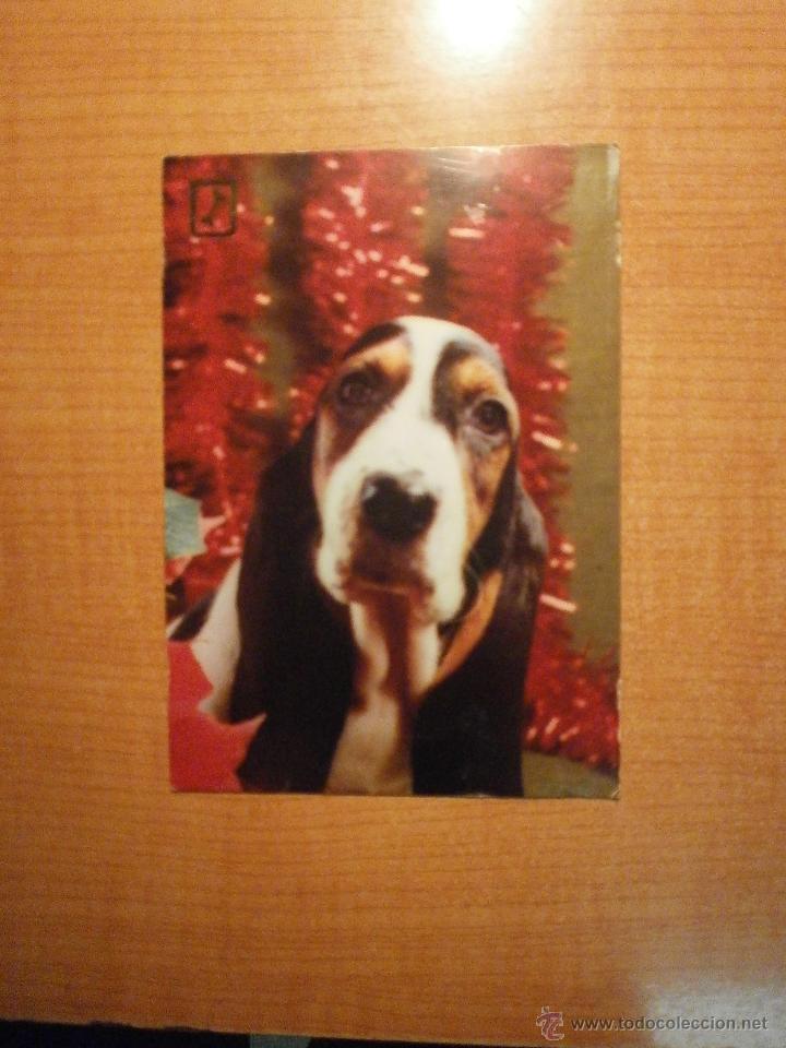 Postais: POSTAL PERRO SIN CIRCULAR
