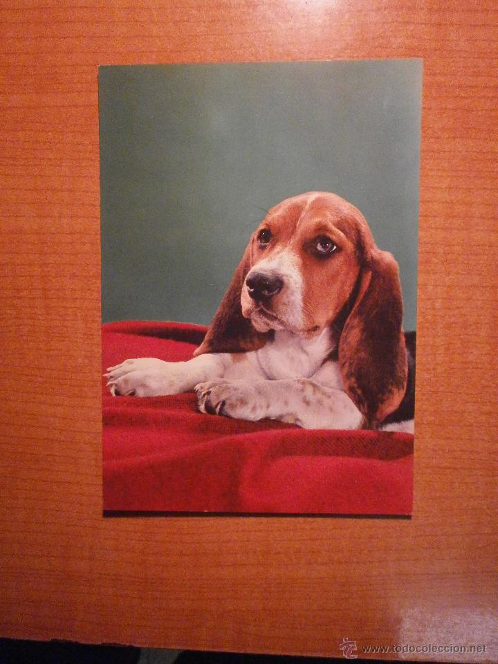 Postais: POSTAL PERRO SIN CIRCULAR