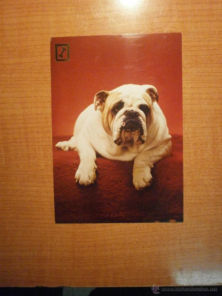 Postais: POSTAL PERRO SIN CIRCULAR