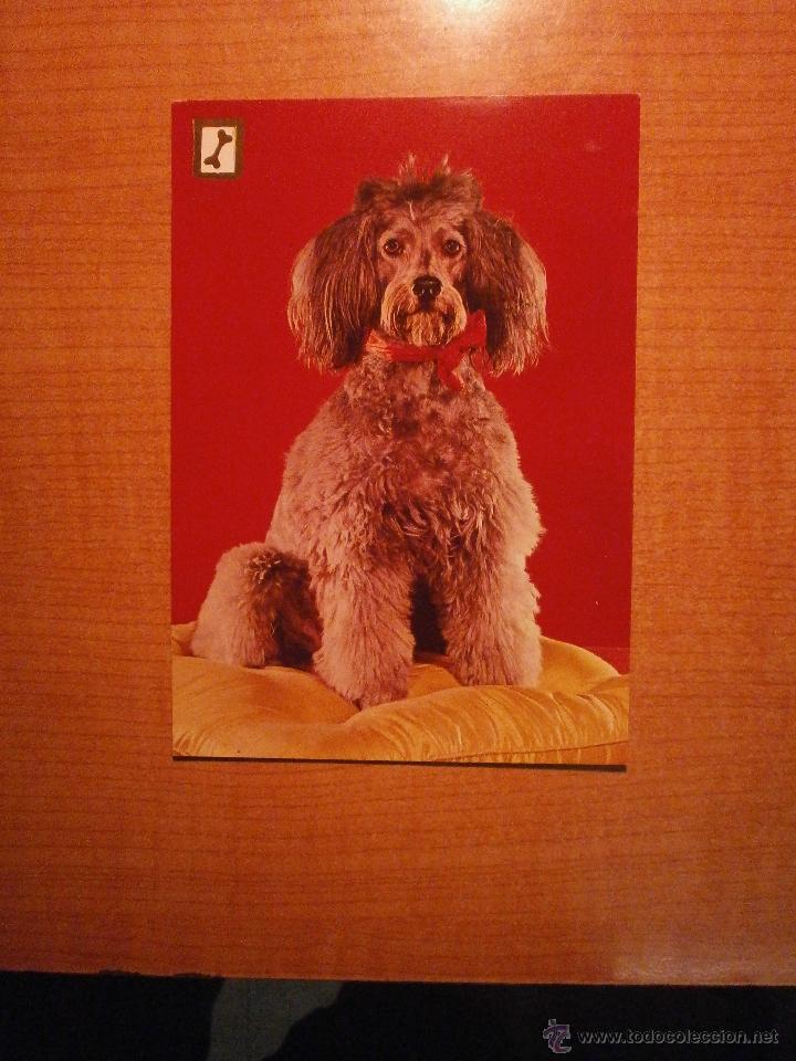 Postais: POSTAL PERRO SIN CIRCULAR