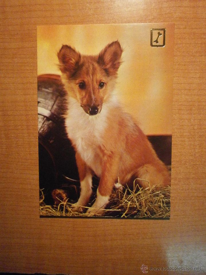 Postais: POSTAL PERRO SIN CIRCULAR