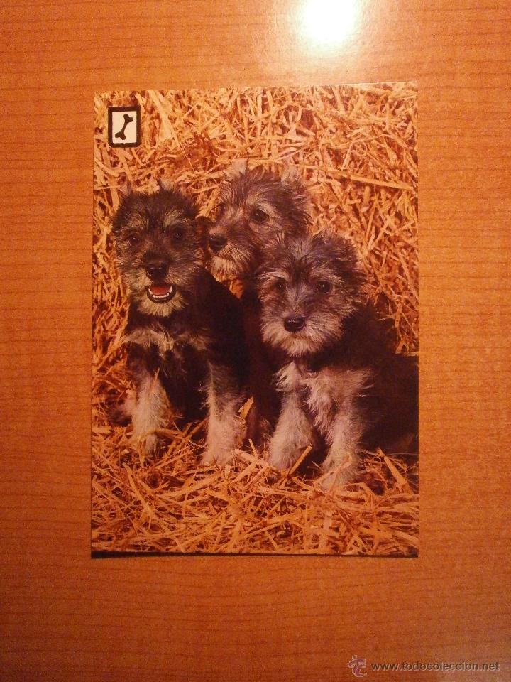 Postais: POSTAL PERROS SIN CIRCULAR