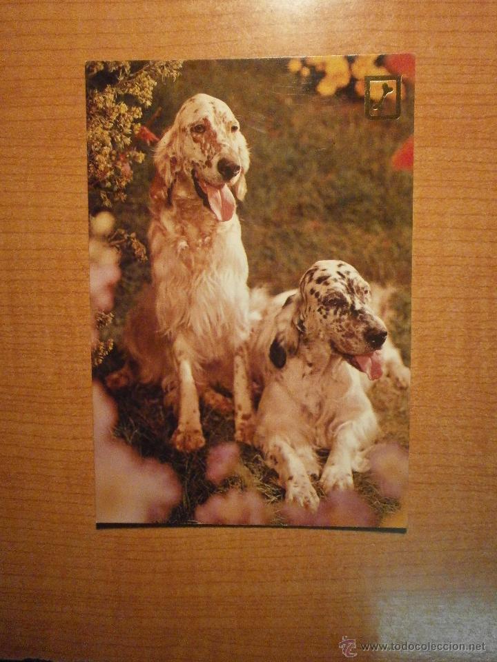 Postais: POSTAL PERROS SIN CIRCULAR