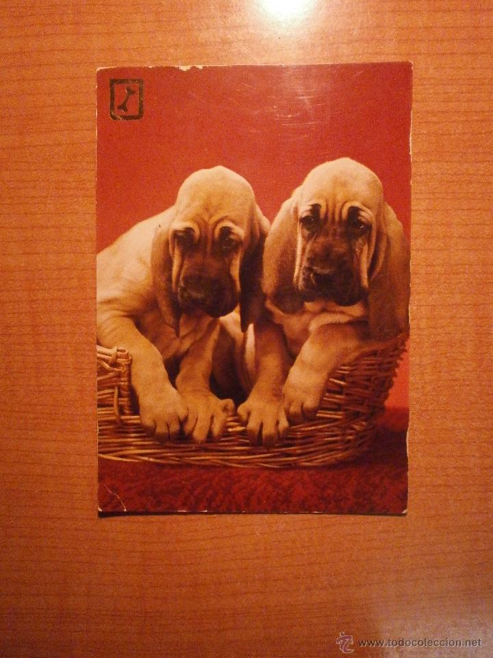 Postais: POSTAL PERROS SIN CIRCULAR