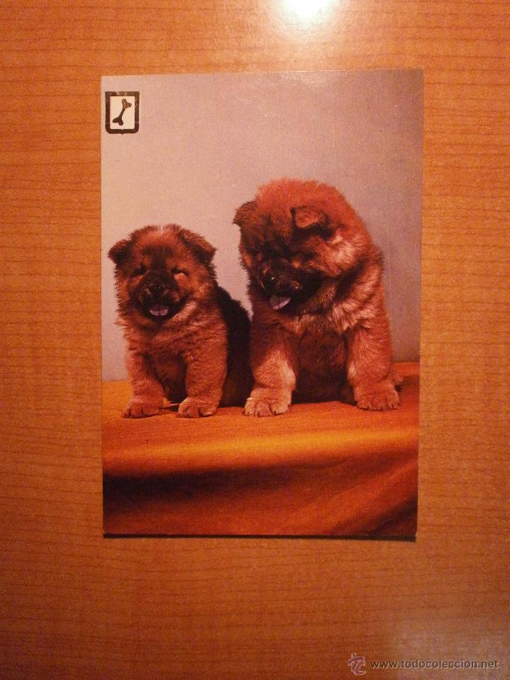 Postais: POSTAL PERROS SIN CIRCULAR