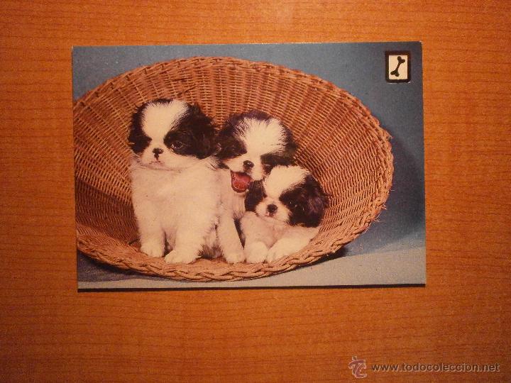 Postales: POSTAL PERROS SIN CIRCULAR