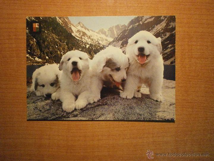 Postais: POSTAL PERROS SIN CIRCULAR