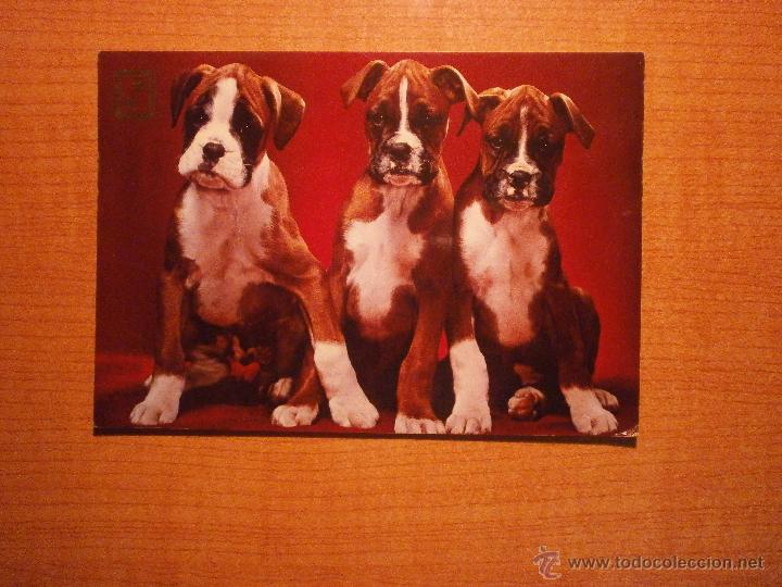 Postais: POSTAL PERROS SIN CIRCULAR