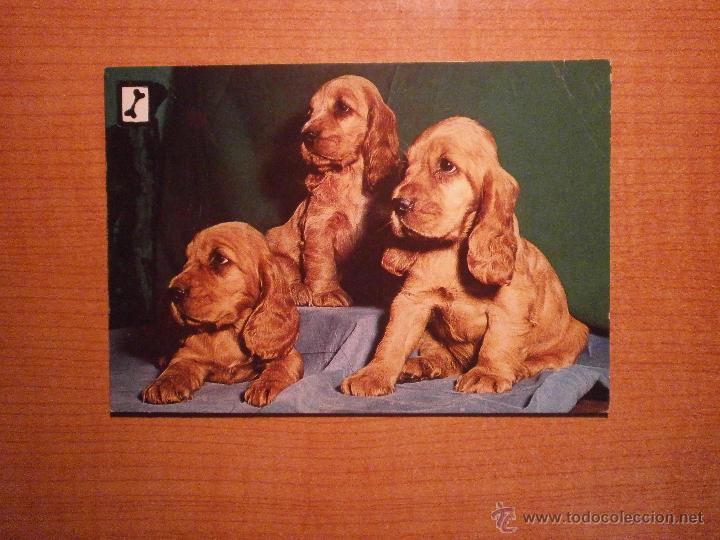 Postais: POSTAL PERROS SIN CIRCULAR