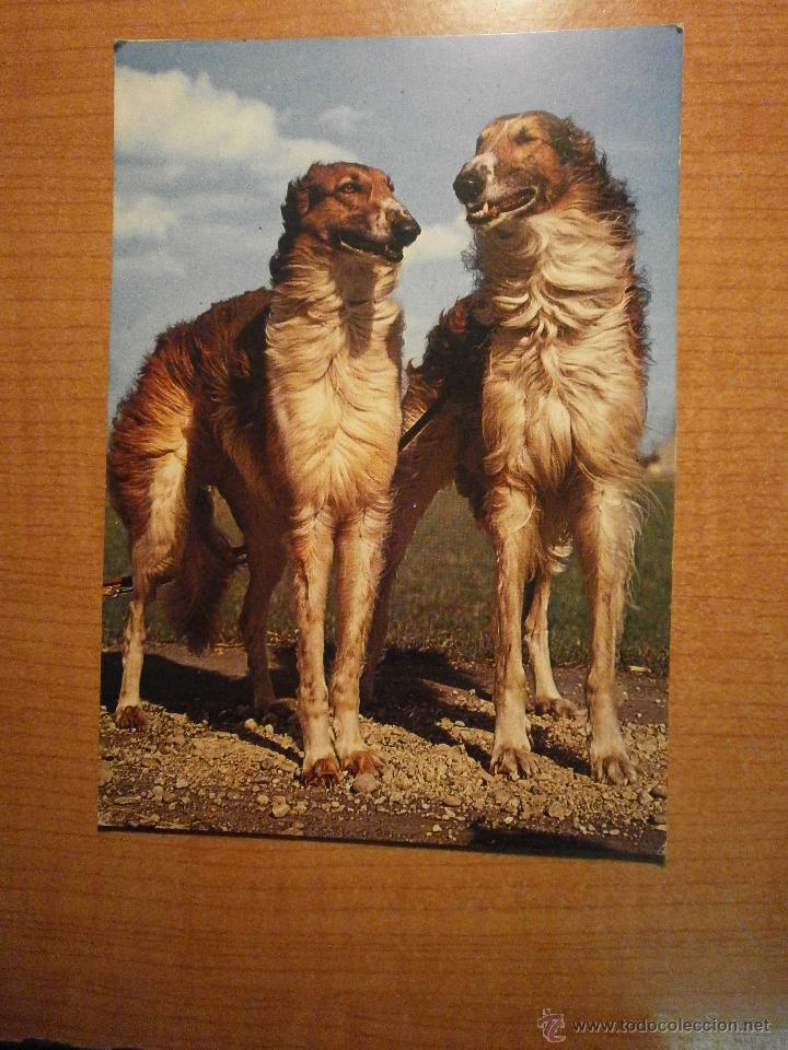 Postais: POSTAL PERROS SIN CIRCULAR