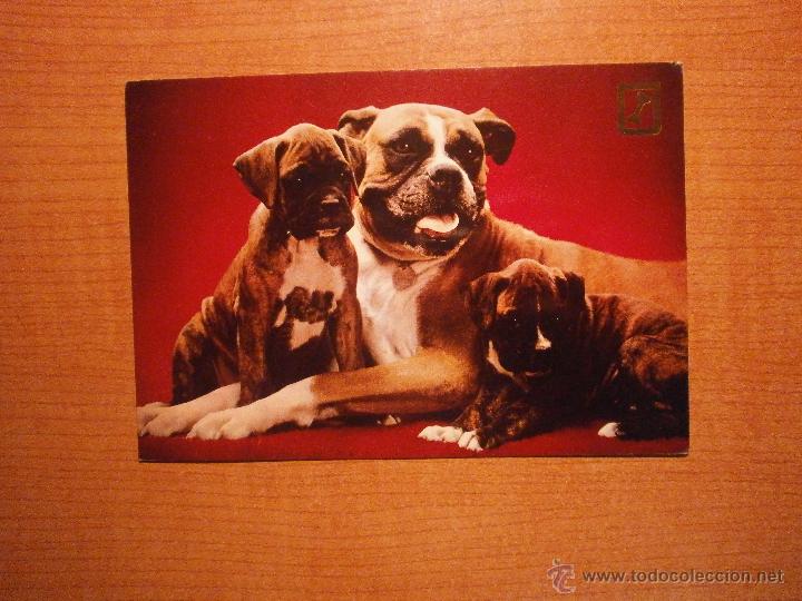 Postais: POSTAL PERROS SIN CIRCULAR