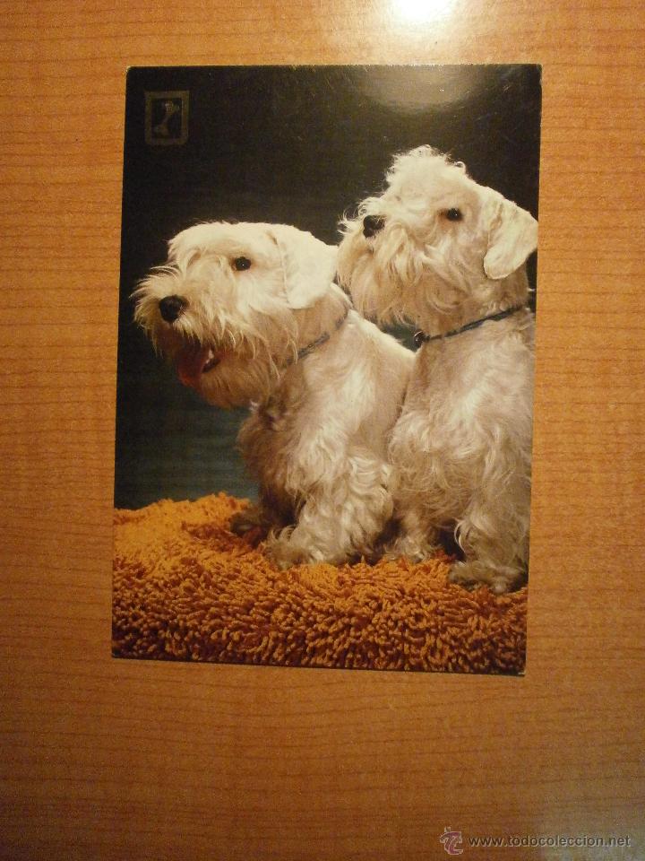 Postcards: POSTAL PERROS SIN CIRCULAR