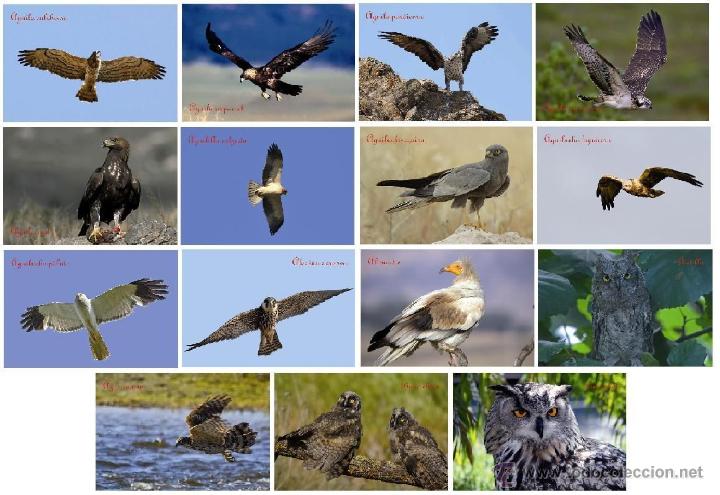 Postcards: AVES RAPACES - COLECCION 34 POSTALES DIFERENTES