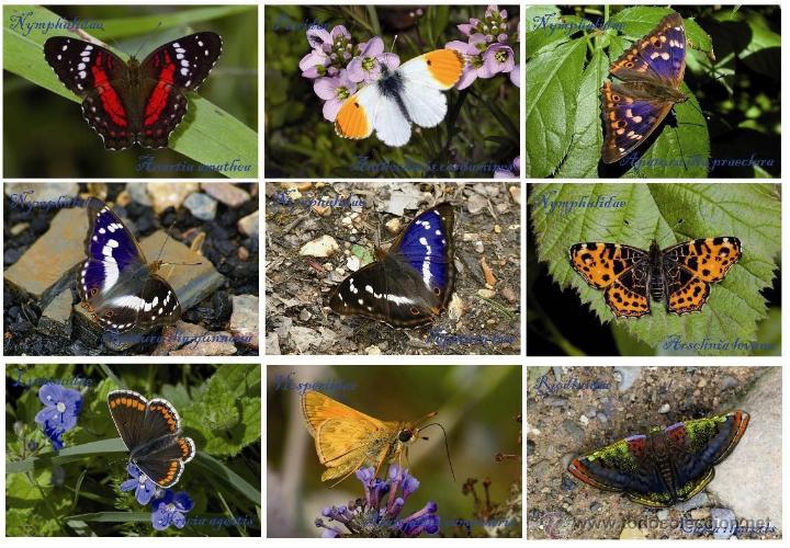 Postcards: MARIPOSAS - COLECCION 100 POSTALES DIFERENTES