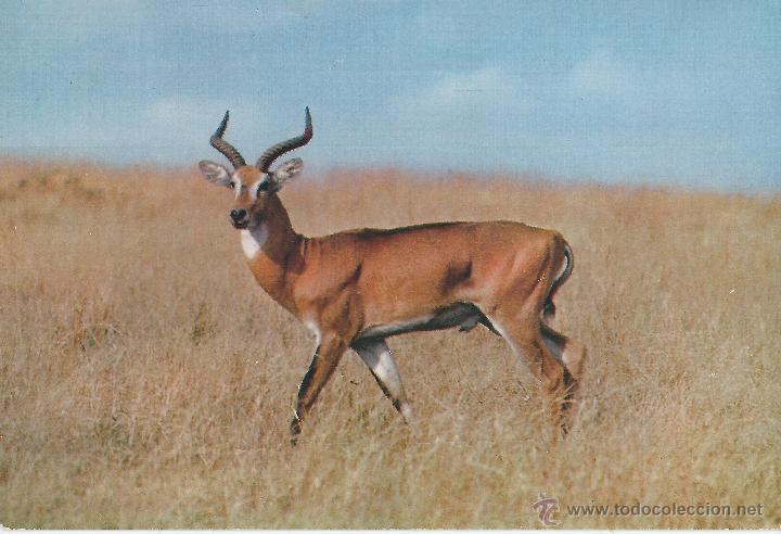 Postcards: BONITA POSTAL FAUNE AFRICAINE ANTILOPE-HOA QUI