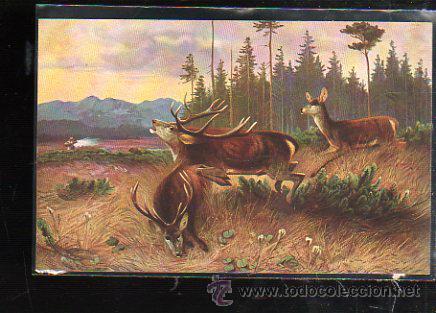 Postcards: TARJETA POSTAL DE ANIMALES - EGEMES. SERIE 77.