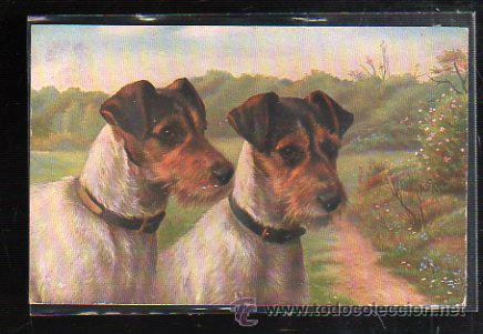 Postcards: TARJETA POSTAL DE ANIMALES - EGEMES. SERIE 66. STICHELHAARIGE FOXTERRIERS