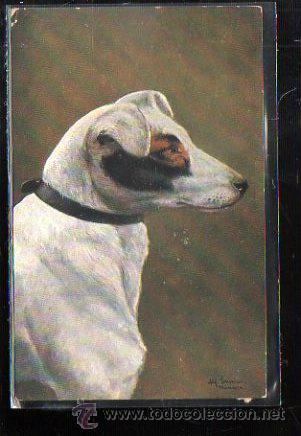 Postcards: TARJETA POSTAL DE ANIMALES - B.C. SERIE 3055