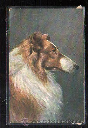 Postcards: TARJETA POSTAL DE ANIMALES - B.C. SERIE 3055