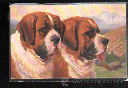 Postcards: TARJETA POSTAL DE ANIMALES - EGEMES. SERIE 66. SAN BERNARDOS.
