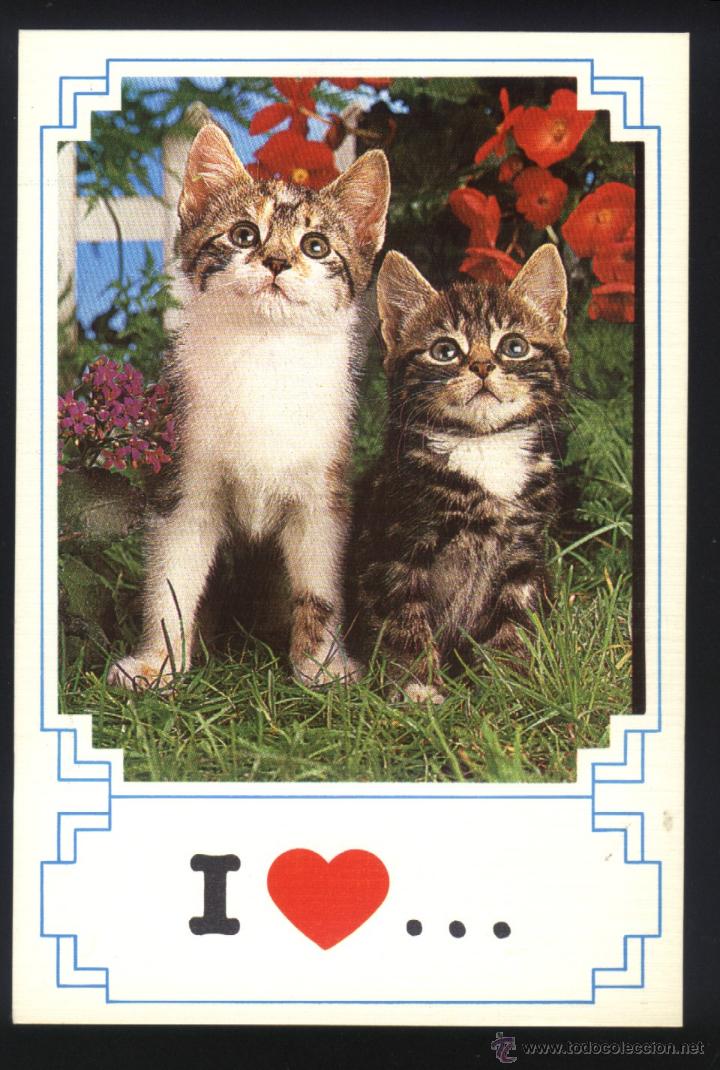 Postcards: A-0346- POSTAL CON GATOS