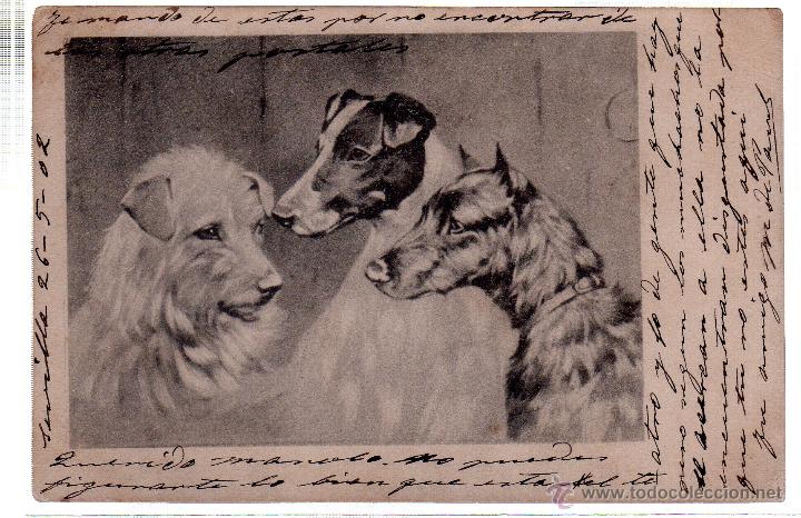 Postales: TARJETA POSTAL DE ANIMALES. - Foto 1