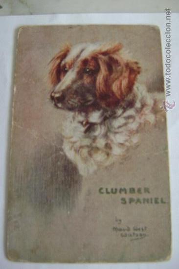 Postkarten: CLUMBER SPANIEL       21005
