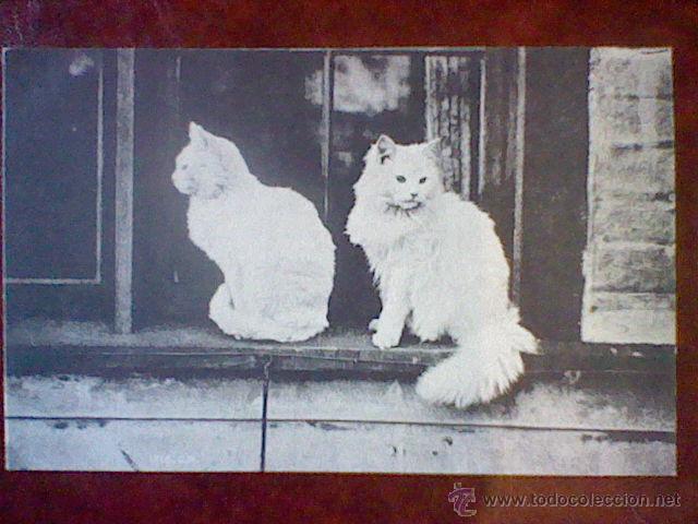 Postais: postal dos gatos ppos S XX sin dividir s/c