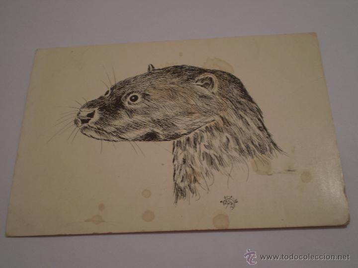 Postais: POSTAL O TARJETA FAUNA EXTREME&Ntilde;A N&ordm;2.ADENEX.NUTRIA(LUTRA LUTRA)