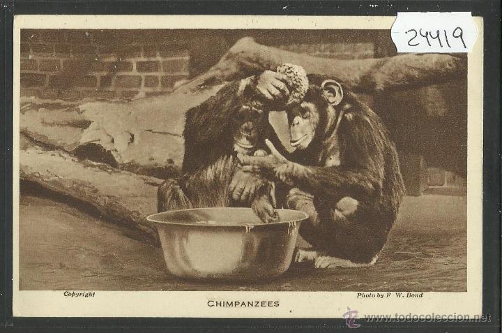 Postales: CHIMPANCES - CHIMPANZEES - PHOTO BY  F.W.BOND - (24419)