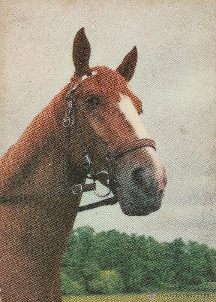 Postcards: N&ordm; 15287 POSTAL CABALLO