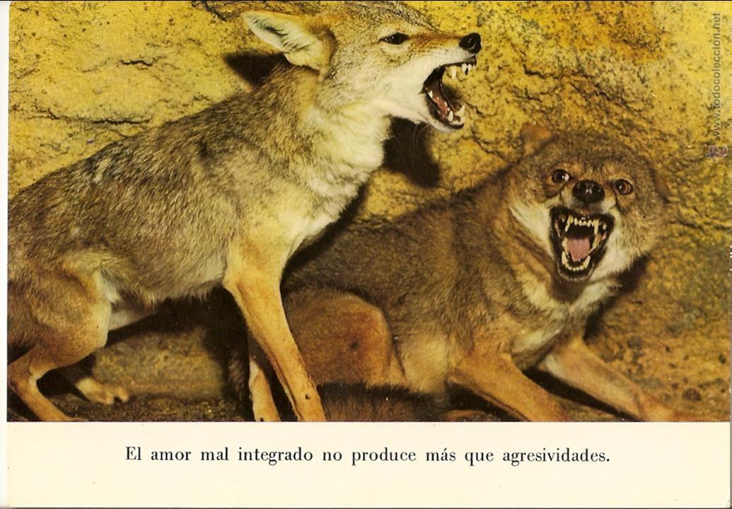 Cartes Postales: POSTAL LOBOS, SECRETARIADO VOCACIONES