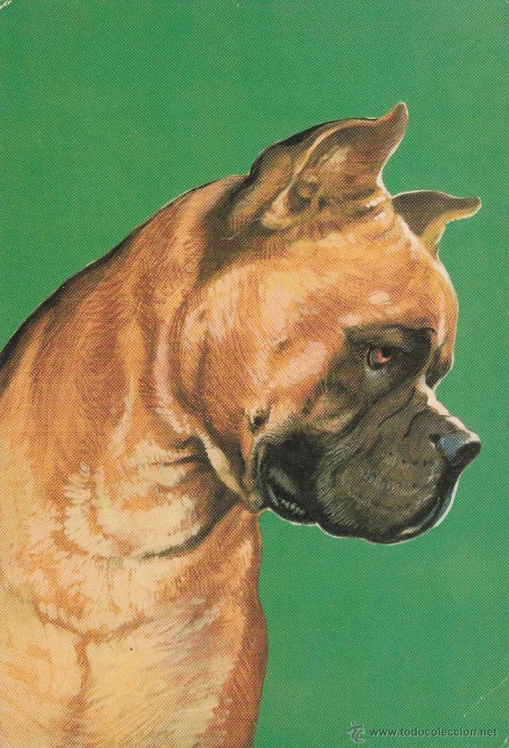 Postcards: N&ordm; 15625 POSTAL PERRO BOXER