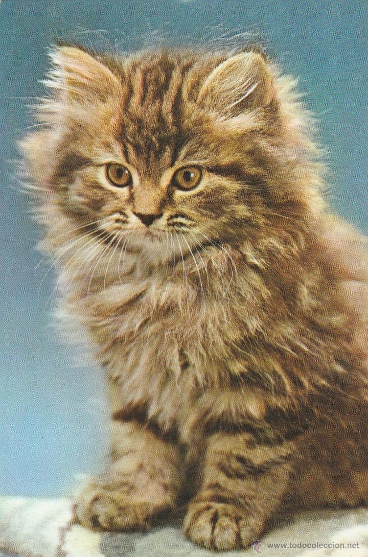 Postcards: N&ordm; 16017 POSTAL GATO