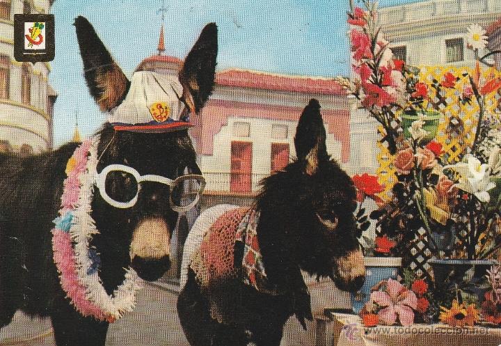 Postcards: N&ordm; 15919 POSTAL BURROS ANIMALES COMICOS