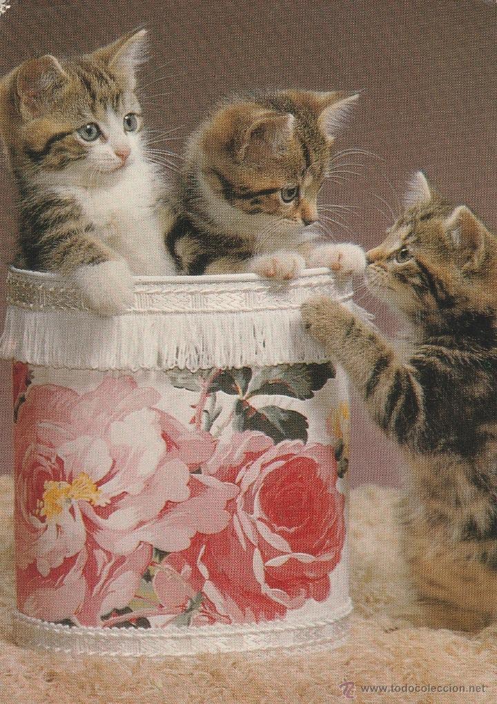 Postcards: N&ordm; 15955 POSTAL GATOS
