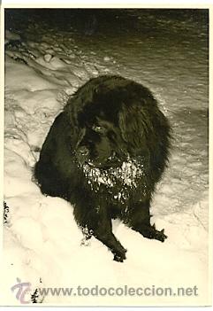 Postais: 7-ani25. Postal Perro