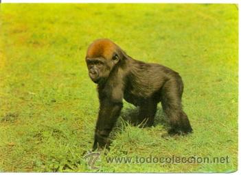Postales: 7-ani34. Postal Gorila. Tierpark Berlin - Foto 1