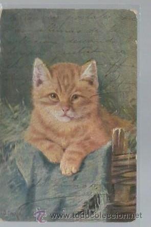 Postales: TARJETA POSTAL DE ANIMALES, GATO, ESTACKS - Foto 1