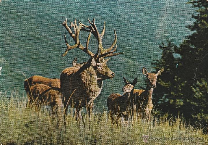 Postales: N&ordm; 16836 POSTAL ROTHIRSCH MIT TIEREN UND K&Auml;LBERN
