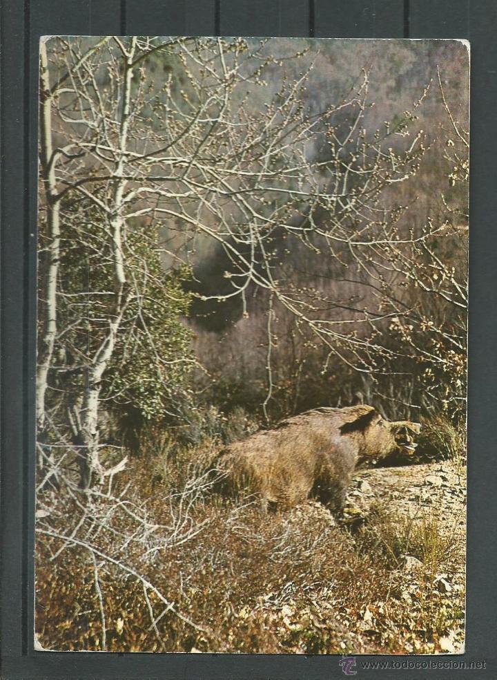 Postais: POSTAL DE UN JABALI ( CERDO SALVAJE ) SIN CIRCULAR