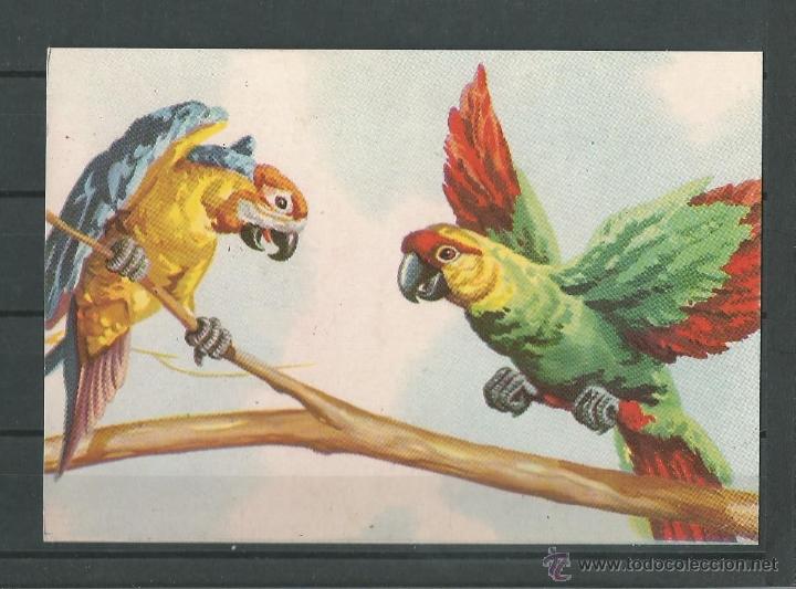 Postais: POSTAL DE UNA PAREJA DE LOROS SIN CIRCULAR EDT. TARJEFER A&Ntilde;O 1965
