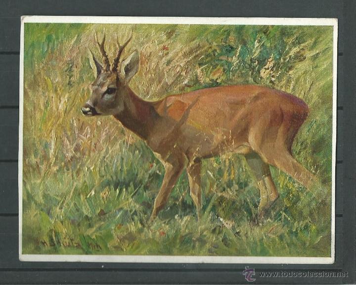 Postais: POSTAL ALEMANA DE UNA ESPECIE DE CIERVO SIN CIRCULAR
