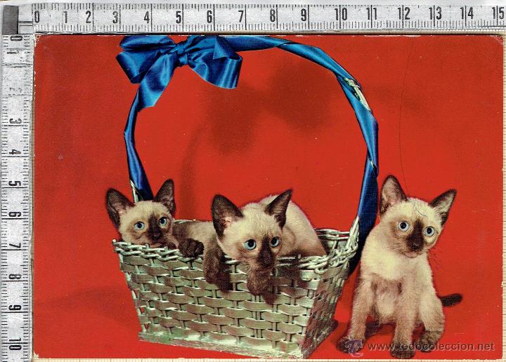 Postales: POSTAL 3 GATOS EN CESTA.