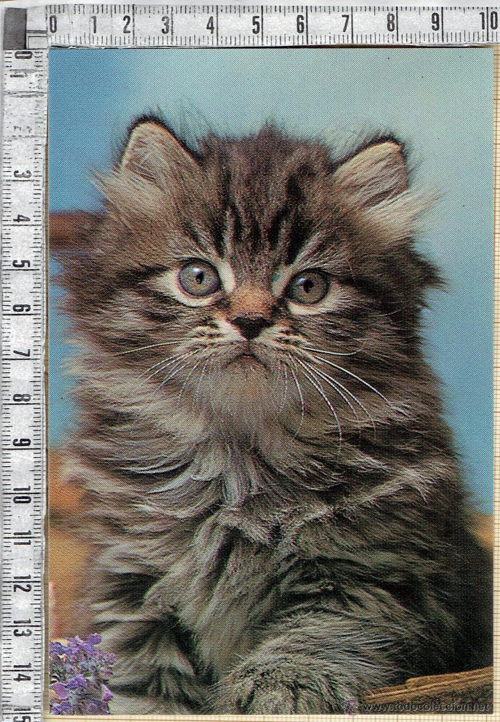 Postales: POSTAL GATO. - Foto 1