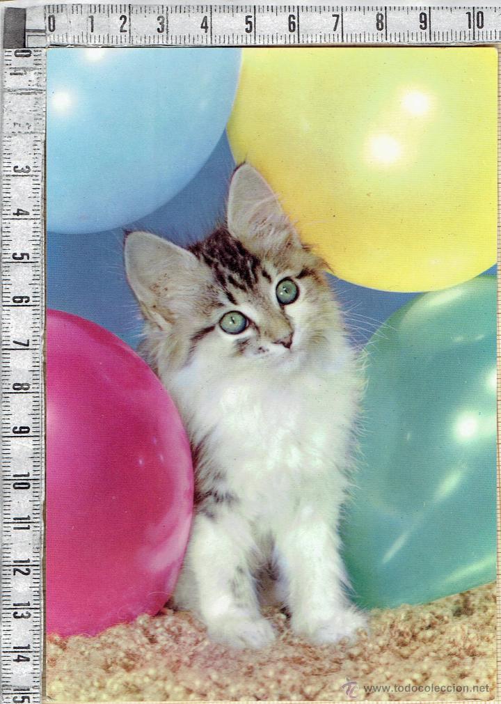 Postales: POSTAL GATO. - Foto 1