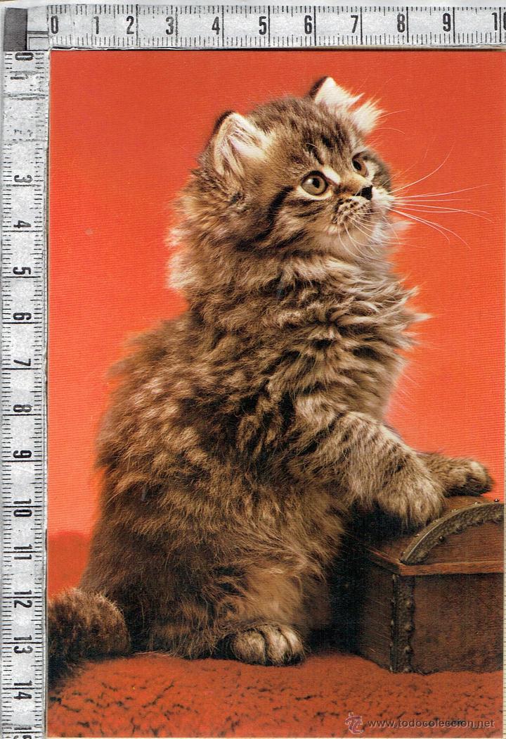 Postales: POSTAL GATO.