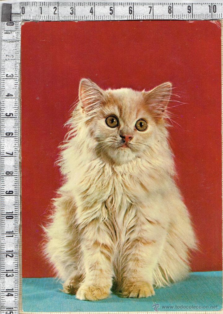 Postales: POSTAL GATO. - Foto 1