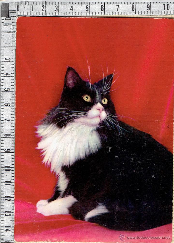Postales: POSTAL GATO.